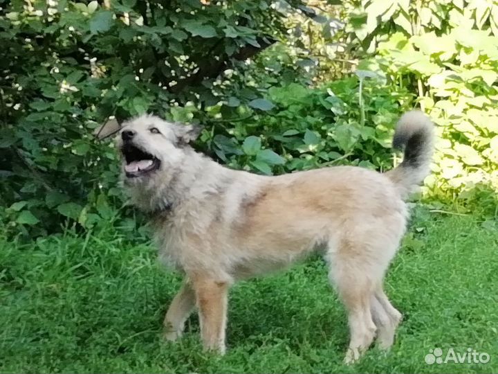 Мохнатый звонок