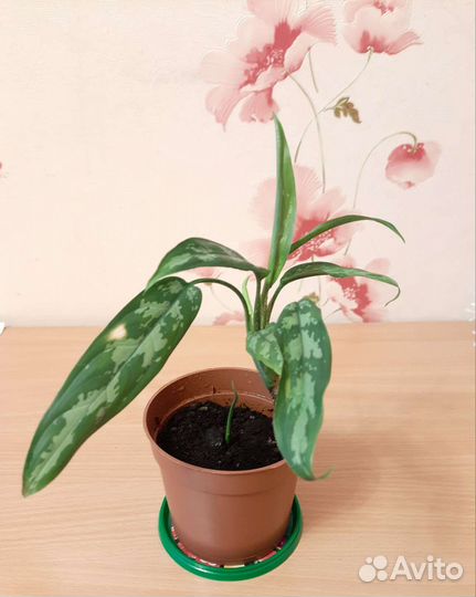 Комнатные растения цветы - аглаонема