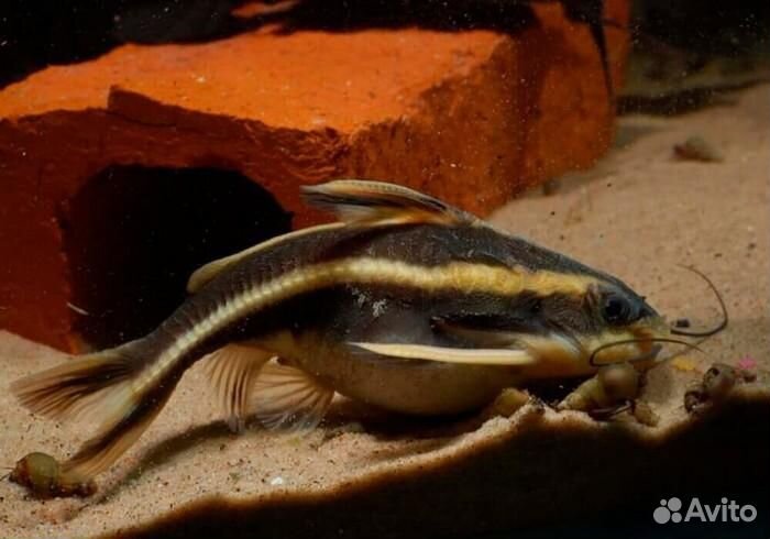 Сом Платидорас