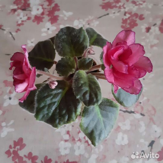 Цветущие фиалки