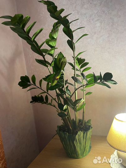 Замиокулькас