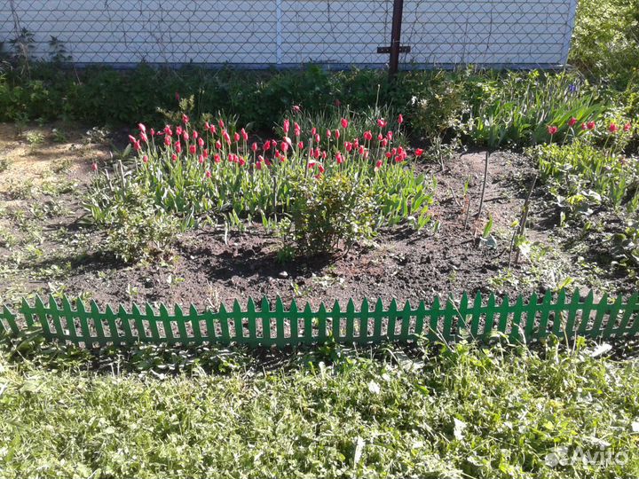 Луковицы тюльпана