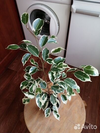 Фикус бенджамина Твайлайт