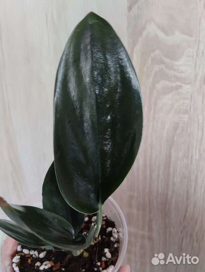 Сциндапсус Треби Дарк Форм