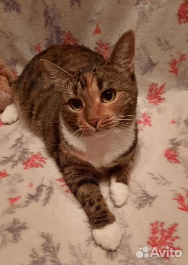 Гладкошерстная молодая кошечка