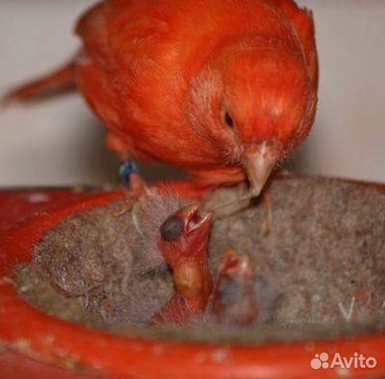 Продажа кенара и канареек