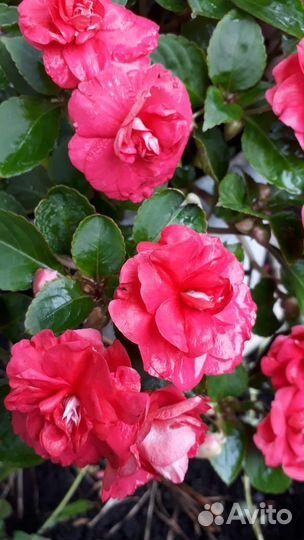 Бальзамин ванька мокрый