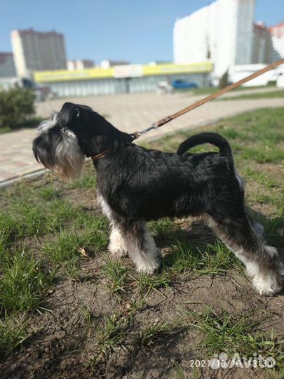 Цвергшнауцер