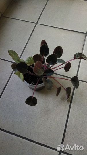 Комнатные цветы