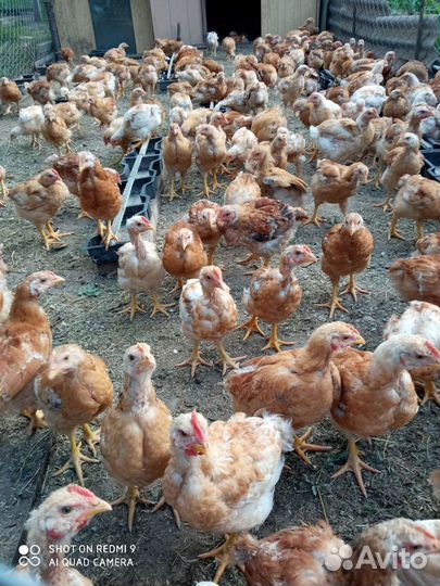 Курочки, Петушки