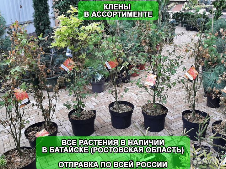 Клен веерный оранж дрим, японский и другие