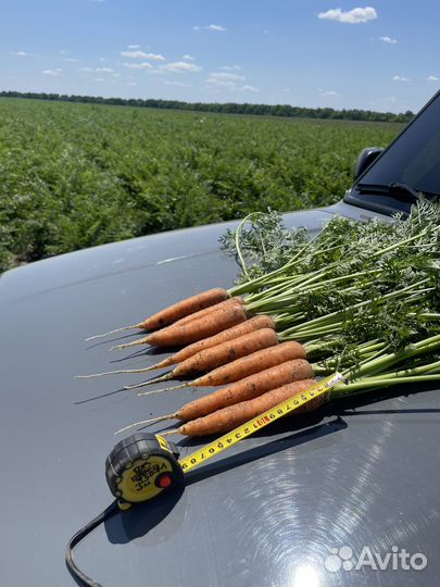 Морковь оптом
