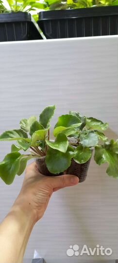 Детки фиалок