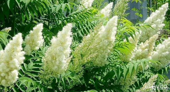 Рябинник рябинолистный крупноцветковый