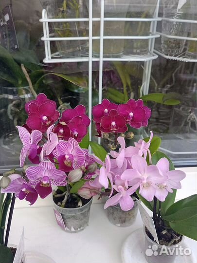 Орхидея фаленопсис мини
