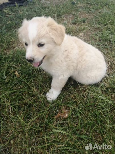 Собака (щенок) в добрые руки