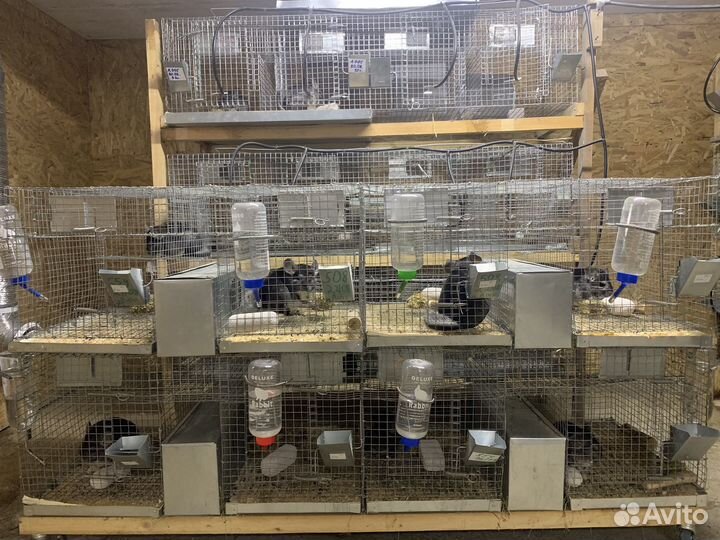 Шиншилловая мини ферма