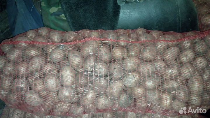 Продам семенной картофель домашний сорт Гала