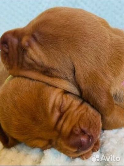 Венгерская выжла