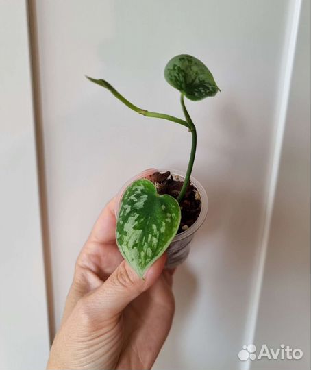 Эпипремнум/Сциндапсус разные