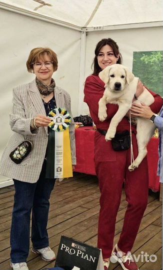 Хендлинг, дрессировка