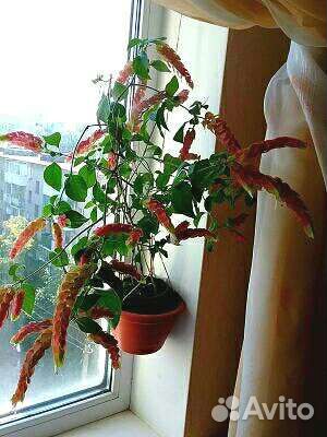 Белоперонье,крестовник,сцендапус,герань,цилиндрик