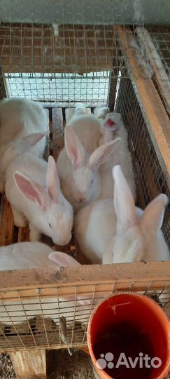 Белый паннон