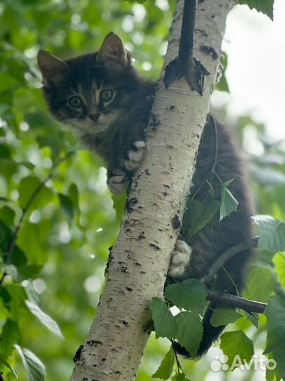 Котенок в добрые руки