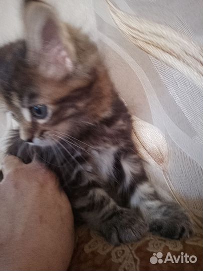 Котята мейн-кун. Мальчик и девочка. Цена 5 т.р