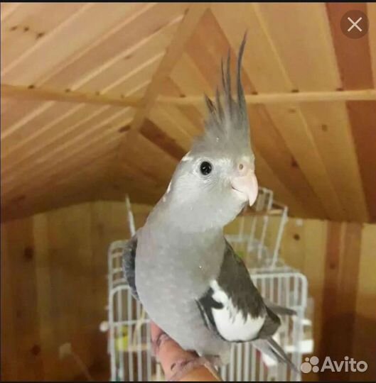 Попугай корелла