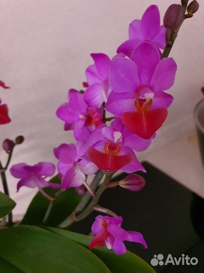 Орхидея фаленопсис льюис берри, luis berry