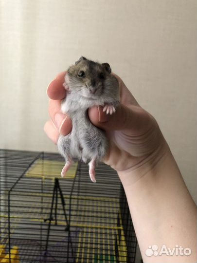 Джунгарский хомяк