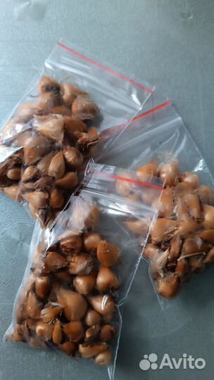 Оксалис Деппе