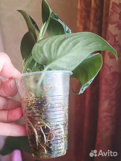 Сциндапсус Пиктус Треби (Scindapsus Pictus Trebie)