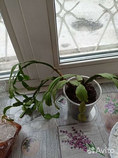 Декабрист, Шлюмбергера,розовый