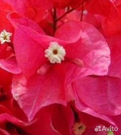 Герберы продам Бугенвиллия К# У П Л# Ю