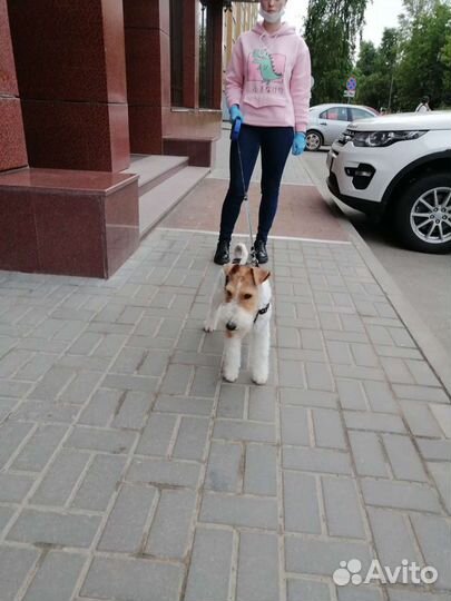 Фокстерьер жесткошерстный