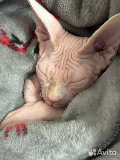 Канадский сфинкс