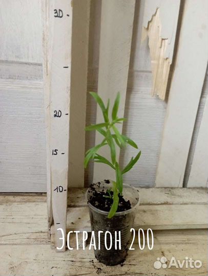 Многолетнее пряное лекарственное растение эстрагон