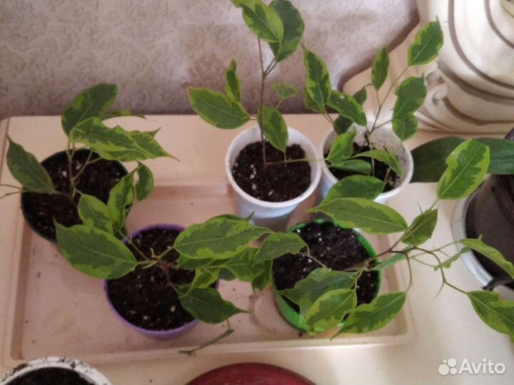 Комнатные цветы