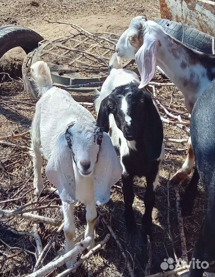 Козочки биталки и нубийки