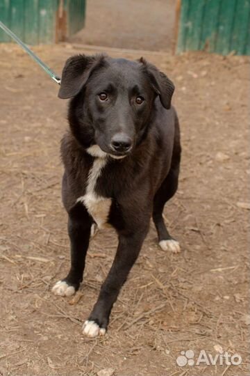Молодая девочка в добрые руки