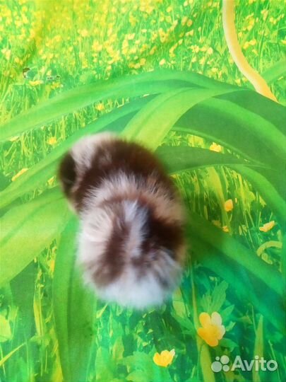 Щенки шпица