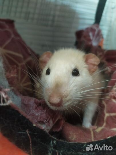 Крыса дамбо сиамская