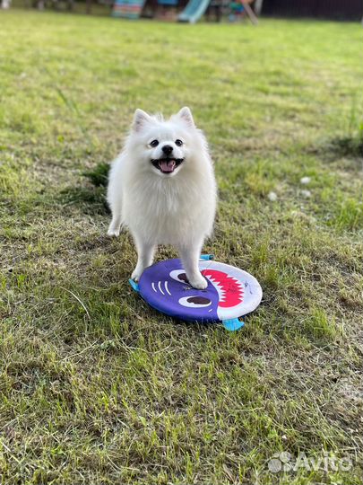 Шпиц для вязки мальчик