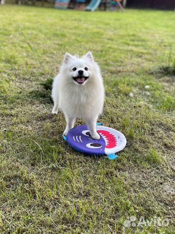 Шпиц для вязки мальчик