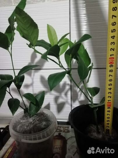 Лимонное дерево комнатное плодоносящее