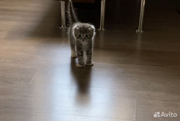Котята от вислоухой шотландской кошки