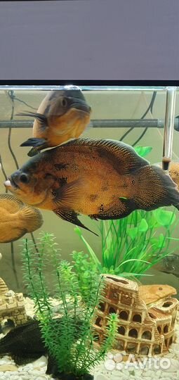 Астронотусы