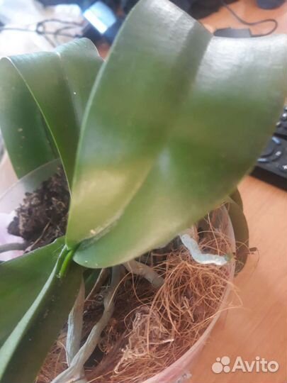 Фаленопсис